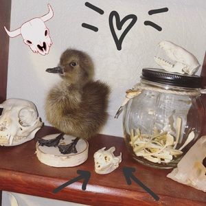 Turtle skulls cabinet oddities taxidermy